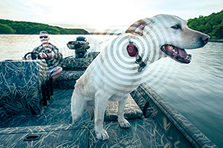 xTAG auf Hund